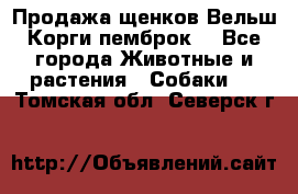 Продажа щенков Вельш Корги пемброк  - Все города Животные и растения » Собаки   . Томская обл.,Северск г.